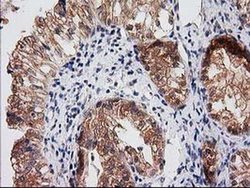 Invitrogen RASSF1 Monoclonal Antibody (OTI2B11) 100 &mu;L; Unconjugated:Antibodies,
