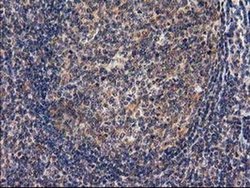 Invitrogen RASSF1 Monoclonal Antibody (OTI2B11) 100 &mu;L; Unconjugated:Antibodies,