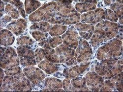 Invitrogen RASSF1 Monoclonal Antibody (OTI2B11) 100 &mu;L; Unconjugated:Antibodies,