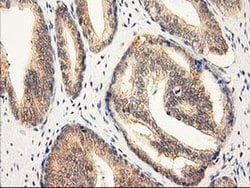 Invitrogen RASSF1 Monoclonal Antibody (OTI2B11) 100 &mu;L; Unconjugated:Antibodies,