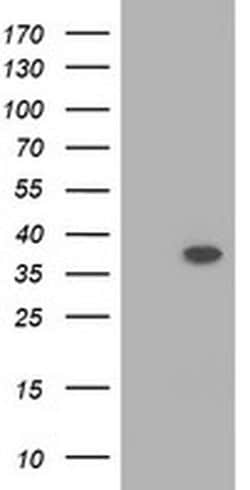 Invitrogen RASSF1 Monoclonal Antibody (OTI2B11) 100 &mu;L; Unconjugated:Antibodies,