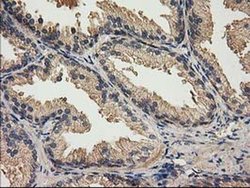Invitrogen ACOT12 Monoclonal Antibody (OTI1B9) 100 &mu;L; Unconjugated:Antibodies,