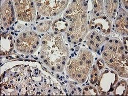 Invitrogen ACOT12 Monoclonal Antibody (OTI1B9) 100 &mu;L; Unconjugated:Antibodies,