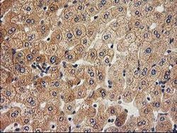 Invitrogen ACOT12 Monoclonal Antibody (OTI1B9) 100 &mu;L; Unconjugated:Antibodies,