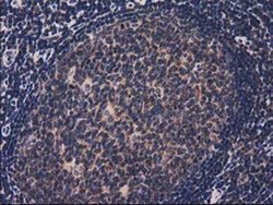 Invitrogen ACOT12 Monoclonal Antibody (OTI1B9) 100 &mu;L; Unconjugated:Antibodies,
