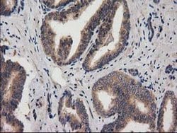 Invitrogen ACOT12 Monoclonal Antibody (OTI1B9) 100 &mu;L; Unconjugated:Antibodies,