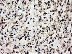 Invitrogen ACOT12 Monoclonal Antibody (OTI1B9) 100 &mu;L; Unconjugated:Antibodies,