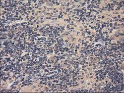 Invitrogen ACOT12 Monoclonal Antibody (OTI1B9) 100 &mu;L; Unconjugated:Antibodies,