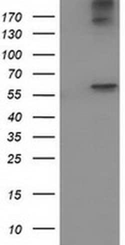 Invitrogen ACOT12 Monoclonal Antibody (OTI1B9) 100 &mu;L; Unconjugated:Antibodies,