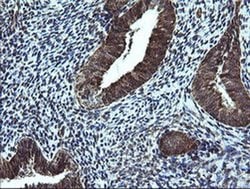 Invitrogen NDUFB9 Monoclonal Antibody (OTI3A1) 100 &mu;L; Unconjugated:Antibodies,