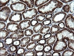 Invitrogen NDUFB9 Monoclonal Antibody (OTI3A1) 100 &mu;L; Unconjugated:Antibodies,