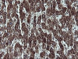 Invitrogen NDUFB9 Monoclonal Antibody (OTI3A1) 100 &mu;L; Unconjugated:Antibodies,