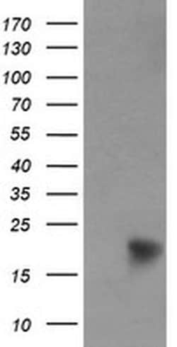 Invitrogen NDUFB9 Monoclonal Antibody (OTI3A1) 100 &mu;L; Unconjugated:Antibodies,