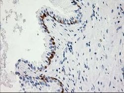 Invitrogen 15-PGDH Monoclonal Antibody (OTI2F5) 100 &mu;L; Unconjugated:Antibodies,