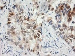 Invitrogen 15-PGDH Monoclonal Antibody (OTI2F5) 100 &mu;L; Unconjugated:Antibodies,