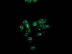 Invitrogen PON1 Monoclonal Antibody (OTI2D4) 100 &mu;L; Unconjugated:Antibodies,