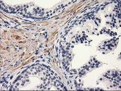Invitrogen PON1 Monoclonal Antibody (OTI2D4) 100 &mu;L; Unconjugated:Antibodies,