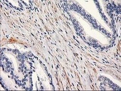 Invitrogen PON1 Monoclonal Antibody (OTI2D4) 100 &mu;L; Unconjugated:Antibodies,