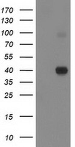 Invitrogen PON1 Monoclonal Antibody (OTI2D4) 100 &mu;L; Unconjugated:Antibodies,