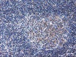 Invitrogen RTN4IP1 Monoclonal Antibody (OTI3B2) 100 &mu;L; Unconjugated:Antibodies,