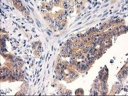 Invitrogen RTN4IP1 Monoclonal Antibody (OTI3B2) 100 &mu;L; Unconjugated:Antibodies,