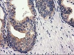 Invitrogen RTN4IP1 Monoclonal Antibody (OTI3B2) 100 &mu;L; Unconjugated:Antibodies,