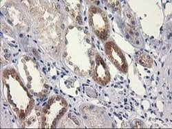 Invitrogen RTN4IP1 Monoclonal Antibody (OTI3B2) 100 &mu;L; Unconjugated:Antibodies,