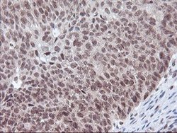 Invitrogen POLR2E Monoclonal Antibody (OTI3B5) 100 &mu;L | Buy Online | Invitrogen&trade; | Fisher Scientific