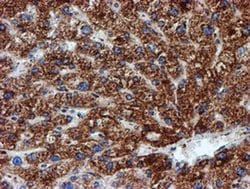 Invitrogen NDUFB9 Monoclonal Antibody (OTI13H11) 100 &mu;L; Unconjugated:Antibodies,