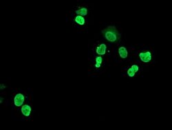Invitrogen HOXC11 Monoclonal Antibody (OTI3E10) 100 &mu;L; Unconjugated:Antibodies,