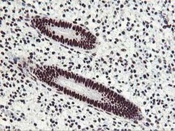Invitrogen HOXC11 Monoclonal Antibody (OTI3E10) 100 &mu;L; Unconjugated:Antibodies,