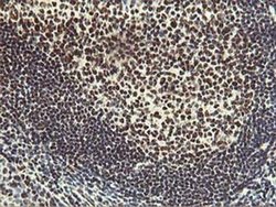 Invitrogen HOXC11 Monoclonal Antibody (OTI3E10) 100 &mu;L; Unconjugated:Antibodies,
