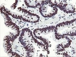 Invitrogen HOXC11 Monoclonal Antibody (OTI3E10) 100 &mu;L; Unconjugated:Antibodies,
