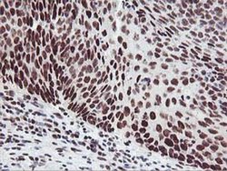 Invitrogen HOXC11 Monoclonal Antibody (OTI3E10) 100 &mu;L; Unconjugated:Antibodies,
