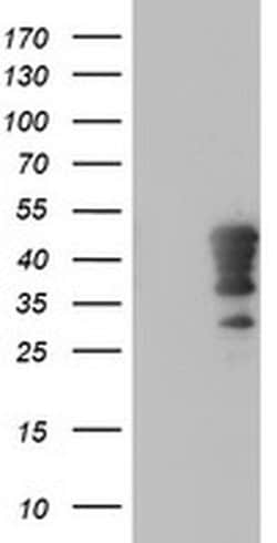 Invitrogen HOXC11 Monoclonal Antibody (OTI3E10) 100 &mu;L; Unconjugated:Antibodies,