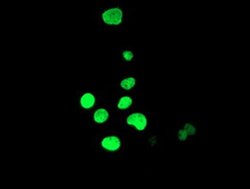 Invitrogen HOXC11 Monoclonal Antibody (OTI2H9) 100 &mu;L; Unconjugated:Antibodies,