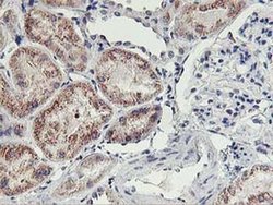 Invitrogen HOXC11 Monoclonal Antibody (OTI2H9) 100 &mu;L; Unconjugated:Antibodies,