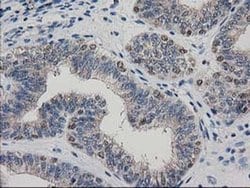 Invitrogen ARFGAP1 Monoclonal Antibody (OTI1F6) 100 &mu;L; Unconjugated:Antibodies,