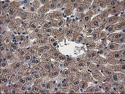 Invitrogen ARFGAP1 Monoclonal Antibody (OTI1F6) 100 &mu;L; Unconjugated:Antibodies,