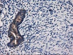 Invitrogen ARFGAP1 Monoclonal Antibody (OTI1F6) 100 &mu;L; Unconjugated:Antibodies,