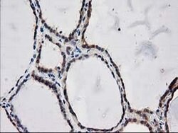 Invitrogen ARFGAP1 Monoclonal Antibody (OTI1F6) 100 &mu;L; Unconjugated:Antibodies,