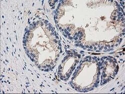 Invitrogen ARFGAP1 Monoclonal Antibody (OTI1F6) 100 &mu;L; Unconjugated:Antibodies,