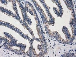 Invitrogen ARFGAP1 Monoclonal Antibody (OTI1F6) 100 &mu;L; Unconjugated:Antibodies,