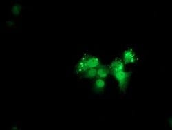 Invitrogen ANKRD53 Monoclonal Antibody (OTI2A8) 100 &mu;L; Unconjugated:Antibodies,