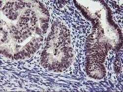Invitrogen ANKRD53 Monoclonal Antibody (OTI2A8) 100 &mu;L; Unconjugated:Antibodies,