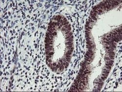 Invitrogen ANKRD53 Monoclonal Antibody (OTI2A8) 100 &mu;L; Unconjugated:Antibodies,