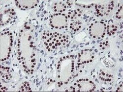Invitrogen ANKRD53 Monoclonal Antibody (OTI2A8) 100 &mu;L; Unconjugated:Antibodies,