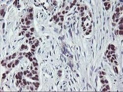 Invitrogen ANKRD53 Monoclonal Antibody (OTI2A8) 100 &mu;L; Unconjugated:Antibodies,
