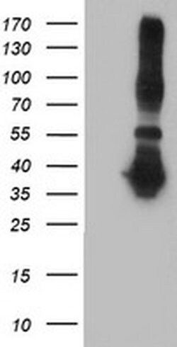 Invitrogen ANKRD53 Monoclonal Antibody (OTI2A8) 100 &mu;L; Unconjugated:Antibodies,