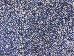 Invitrogen ANKRD53 Monoclonal Antibody (OTI1E1) 100 &mu;L; Unconjugated:Antibodies,